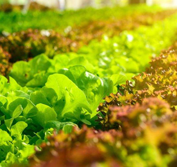 Star Line Agro Ltd farming fields